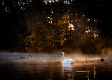 Swan in Misty Lake