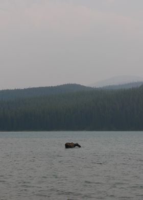 Moose in a Lake