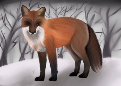 Red Fox in Winter