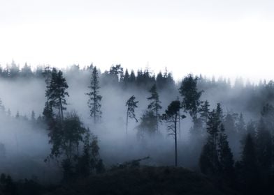 Moody foggy forest