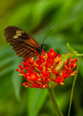 Butterfly on Red Flower