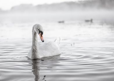 Elegant Swan on Calm Water