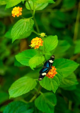 Butterfly on Flower