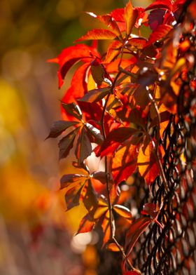 Autumn Leaves on Fence