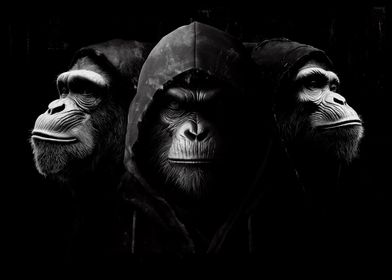 Three Apes in Hoodies