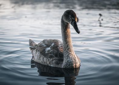 Young Swan on Water