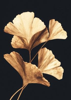 Golden Ginkgo Leaves