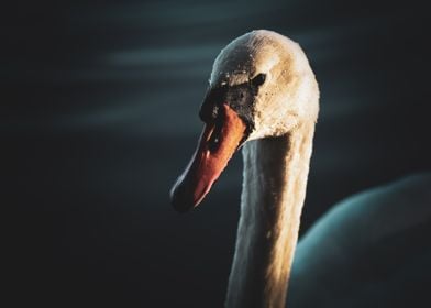 Swan Portrait