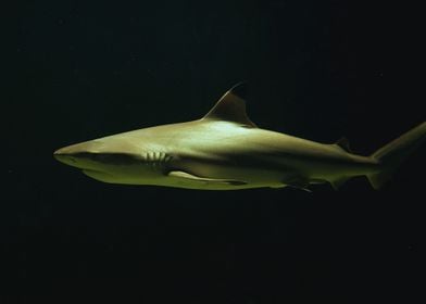 Shark in Dark Water