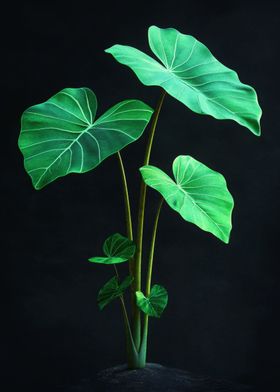 Green Plant on Black Background