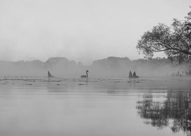 Misty Lake with Swans