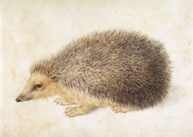 A Hedgehog