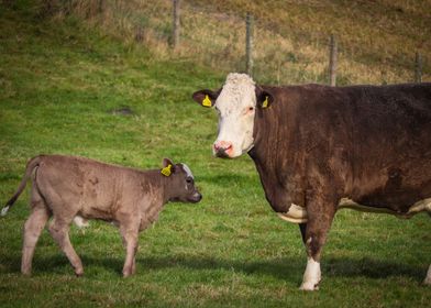 Cow and Calf in Field