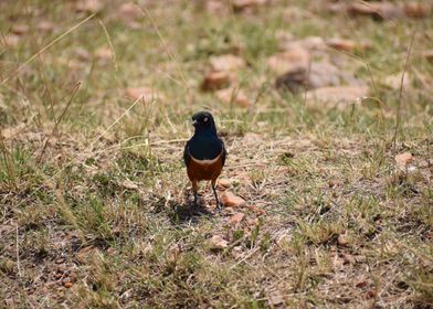 Black-collared Starling