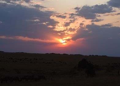 African Sunset with Wildebeest