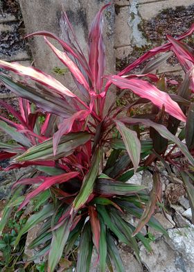 Red and Green Plant