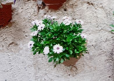 White Flowers in Pot