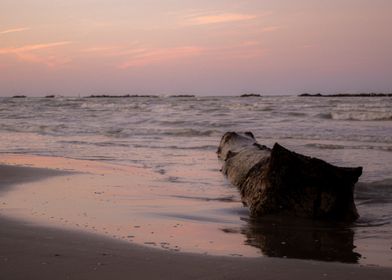 Driftwood on Sandy Beach