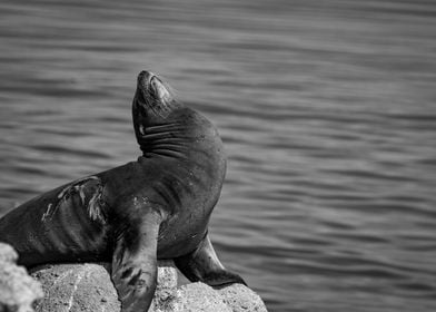 Sea Lion Posing on Rock