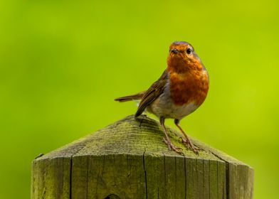 Robin on a Post