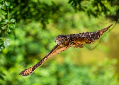 Eurasian Eagle-Owl in Flight