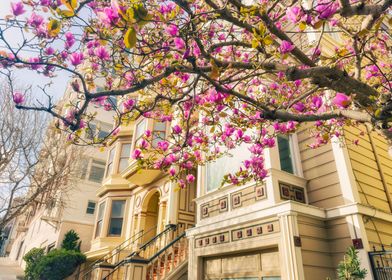 Magnolia Blossoms on Victorian House