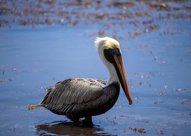 Pelican in Shallow Water