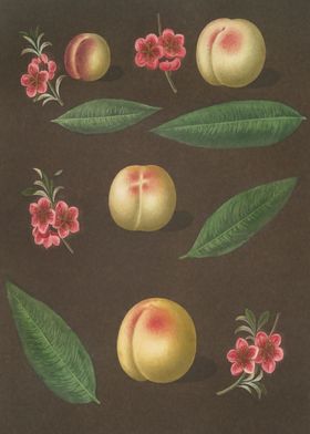 Peach Still Life