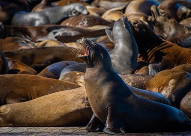 Sea Lion Yawning with Harbor Colony