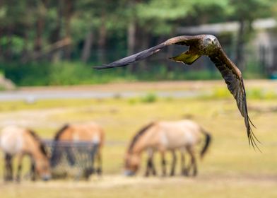 Black Kite in Flight with horses in background