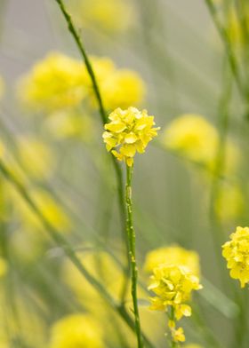 Yellow Wildflowers