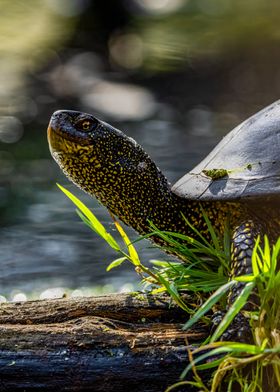 Turtle on Log