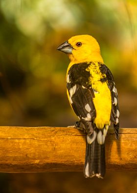 Yellow Bird on Branch