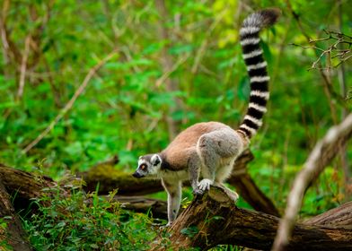 Ring-tailed Lemur in Forest