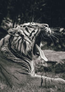 Yawning Tiger