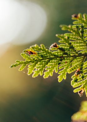 Cedar Branch Close-Up