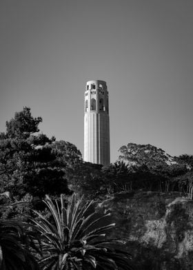 Coit Tower &amp; Palm Trees - San Francisco Photography