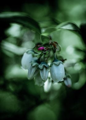 Close-up of Blueberry Buds