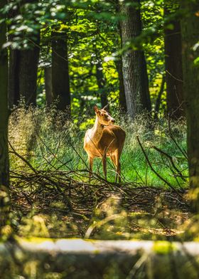 Deer in Forest