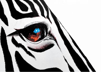 Zebra Eye Close-Up