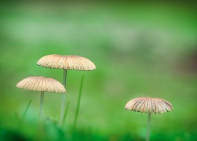 Three wild mushrooms. Macro photography of three delicate and elegant small beige mushrooms with a background of vivid green fresh grass. The background has an aesthetic soft-focus bokeh. The image conveys a sense of delicate and fresh nature.