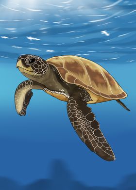 Sea Turtle Illustration