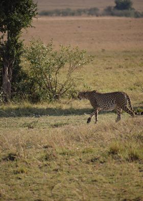 Cheetah in Savanna