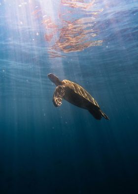 little turtle in ocean