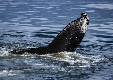 Humpback Whale Tail Barnacles