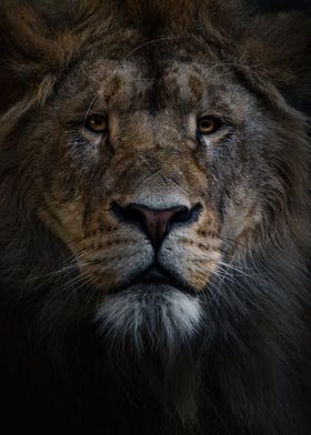 Lion Close-Up