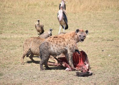 Hyena Feeding on Carcass