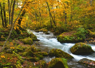 Oirase River flow in autumn Forest