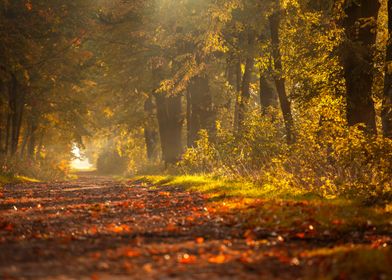 Autumn Forest Path