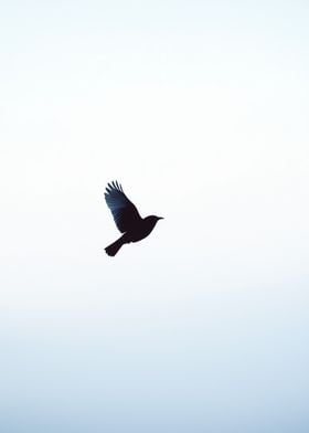 Silhouette of a Bird in Flight